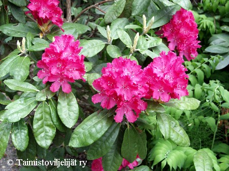 Rhododendron Smirnowii-Ryhmä 'Hellikki'